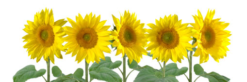 sunflowerSmall